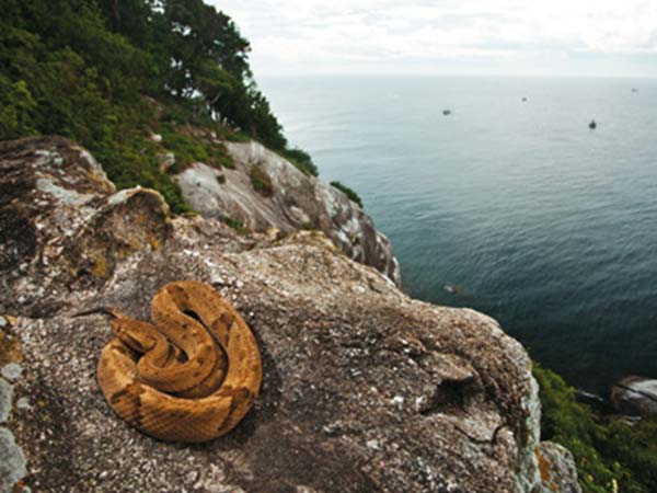 స్నేక్ ఐలాండ్ స్నేక్ ఐలాండ్