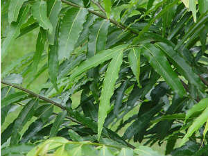 5. అషోక ట్రీ: 