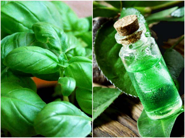 Tea Tree Oil And Basil Facial Steam For Oily Skin