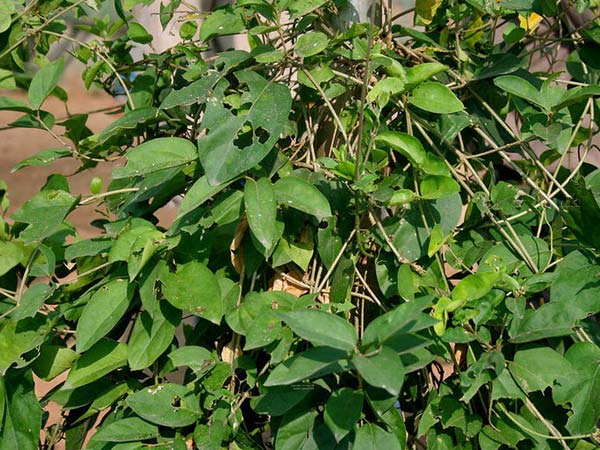 గుర్ మర్: