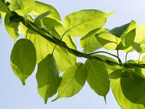 Ayurvedic Remedies For Type 2 Diabetes