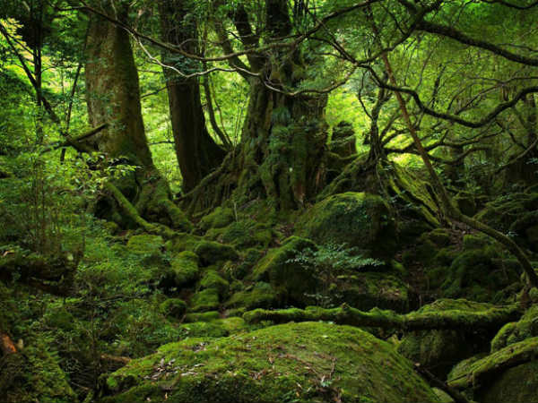 ఓకిగహర-జపాన్: