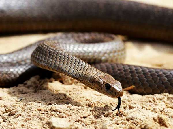 నాగమణి రహస్యం