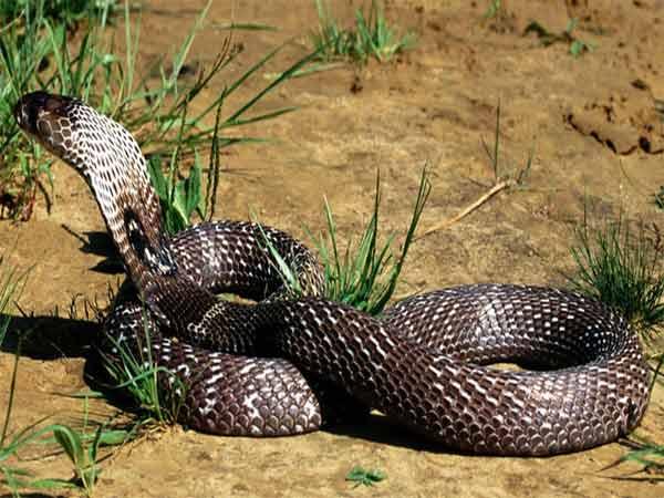 నాగమణి ఉండదు