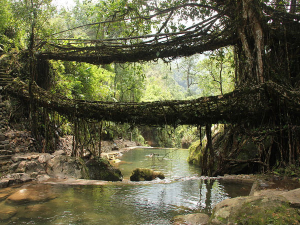 బెరడు బ్రిడ్జ్