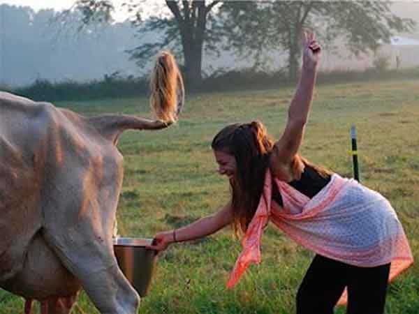గోమూత్రం