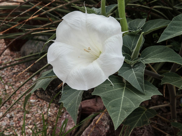 ఉమ్మెత్త ఆకులు