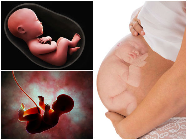 8. ఫొల్లెట్ :