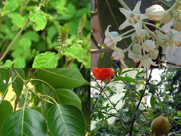 అర్క పత్రం