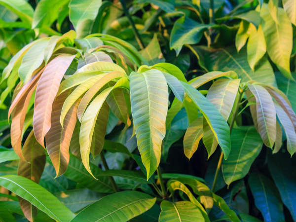 mango leaves