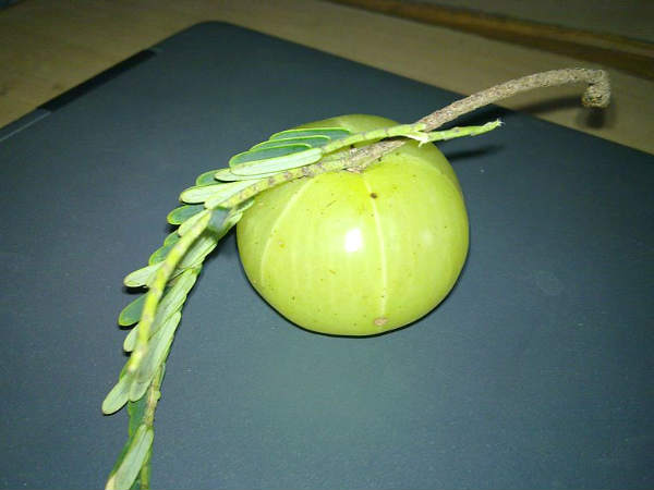 Worship Amla Tree on the day of Karthika masam or Amlaekadashi..!