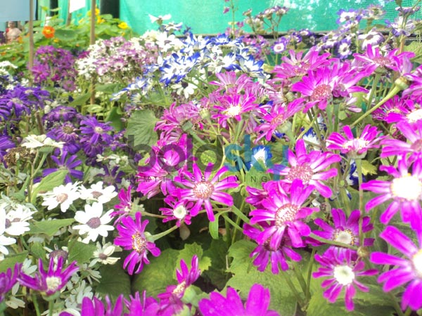  క్రమంగా కోటి చేస్తే