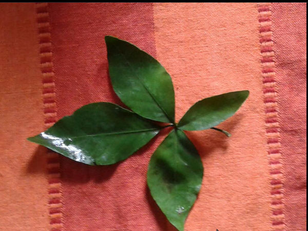 బిల్వ పత్రం