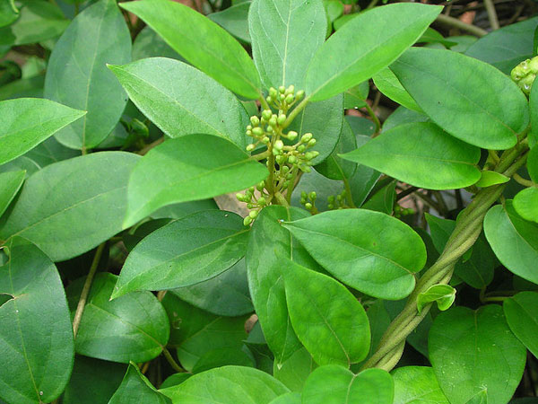 బిల్వపత్రం కోయకూడని రోజులు