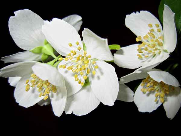 మల్లెపూల వాసన: 