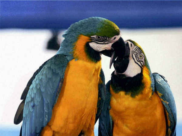 మిక్కిలి అనుకూల స్థానము, 