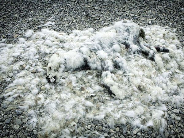 ధ్రువ ఎలుగుబంటి ధ్రువ ఎలుగుబంటి