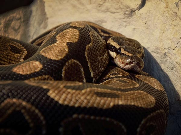 పైతాన్ పొట్ట చేల్చి అతని శవాన్ని బయటకు తీశారు