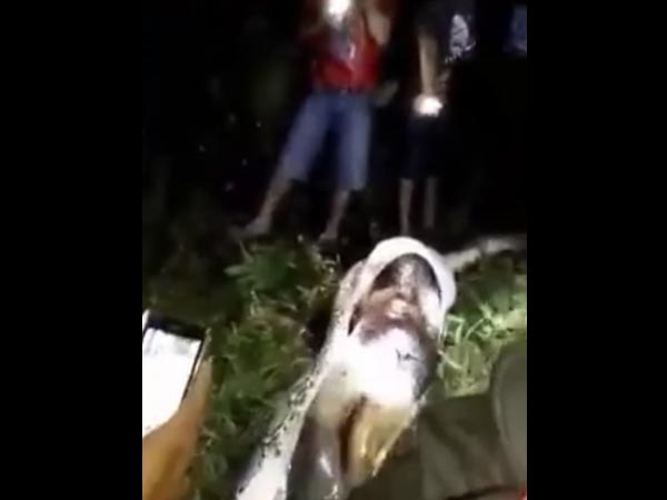 ఇండోనేషియాలోని సుల్వేసి ద్వీపంలో..