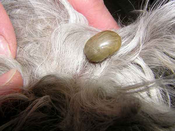 సరే అని ఆ సూచనలు విన్న అమృతుడు