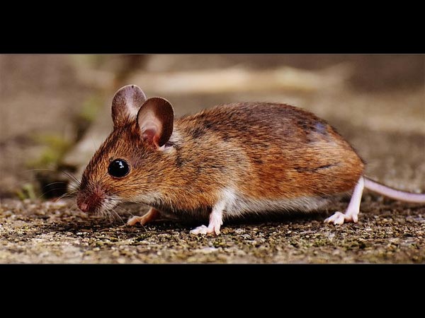 అన్ని క్షీరదాలకు చనుమొనలు ఉండవు!