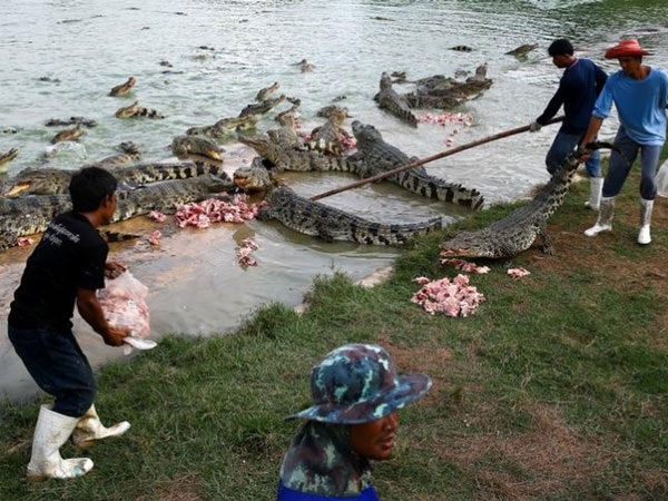 క్రాక్స్ గురించి ప్రతిదీ విలువైనదే!