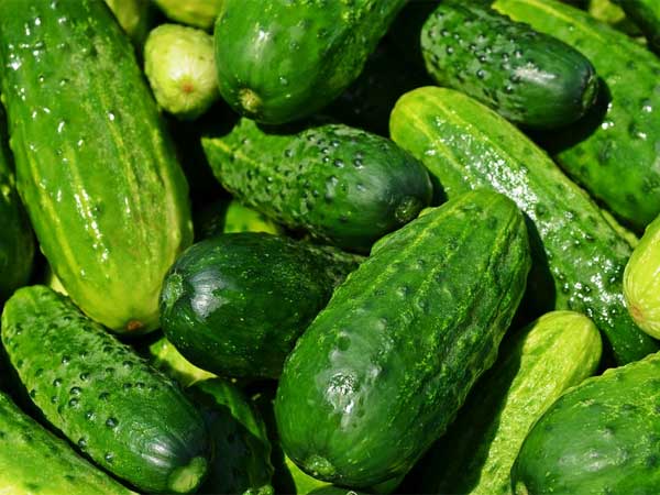 2. కీరదోసకాయ :