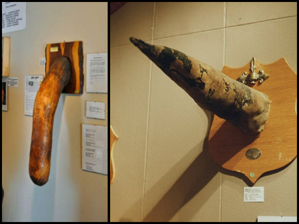 Have you heard about the penis museum