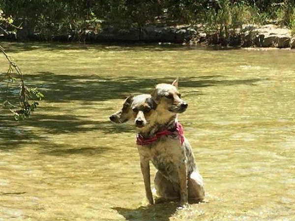 8. రాకాసి డాగ్ (కుక్క) :