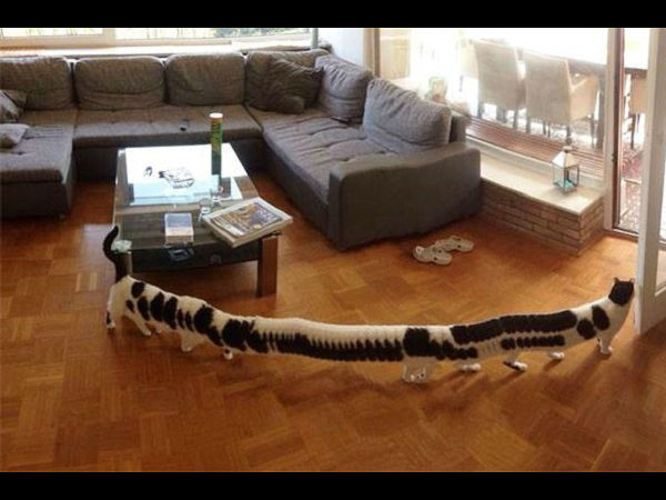 5. చాలా పోడవైన పిల్లి :