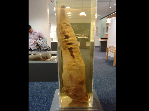 Have you heard about the penis museum