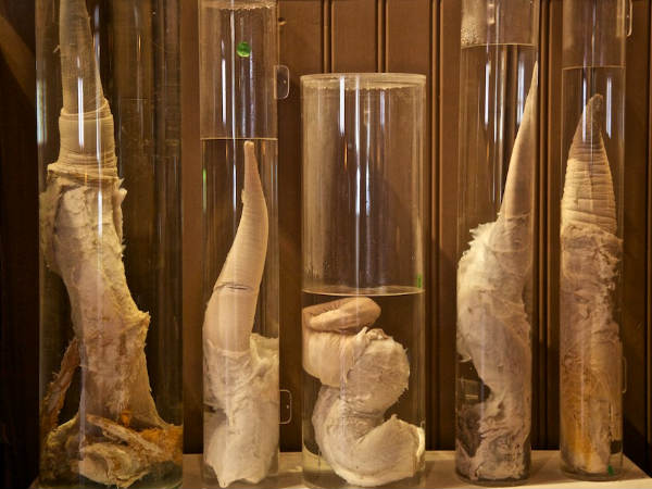 Have you heard about the penis museum