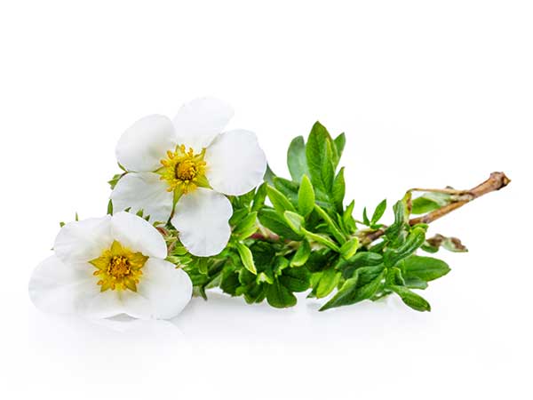 బ్లడ్ రూట్ పేస్ట్