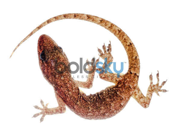 పురుషులకు