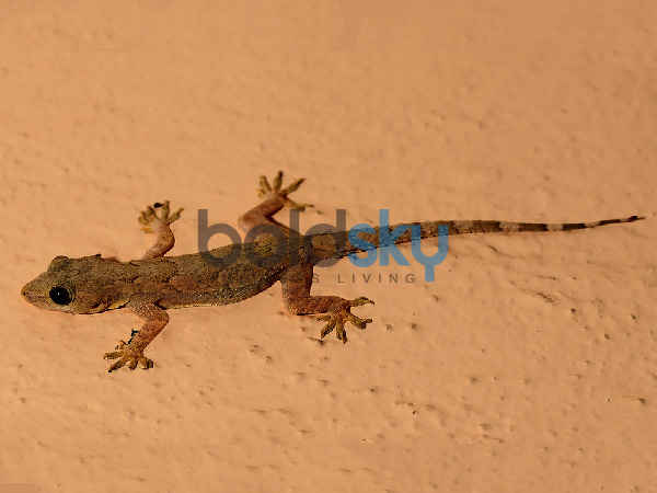 సాధారణంగా బల్లి పడితే