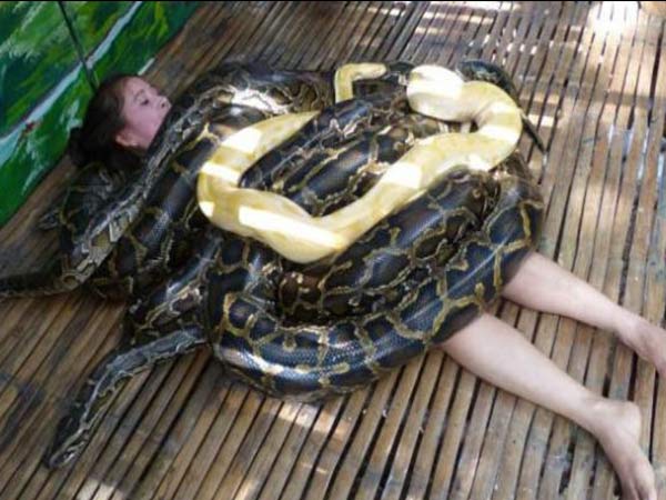 250 కిలోల బరువుగల పాములు :