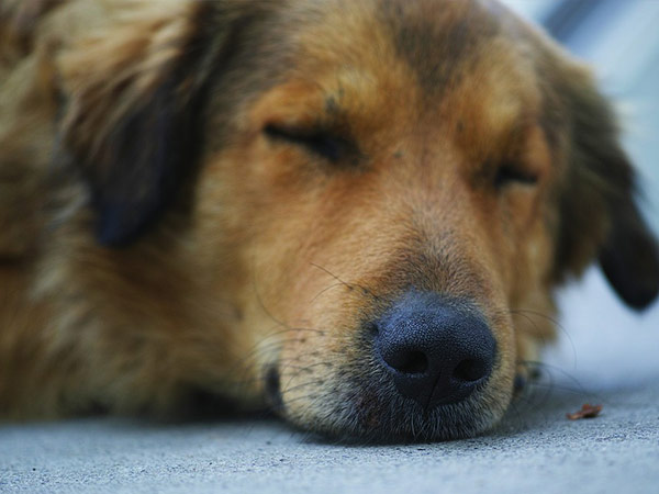 ఆ కుక్కపిల్లను ఒక జనపనార సంచిలో పెట్టాడు...