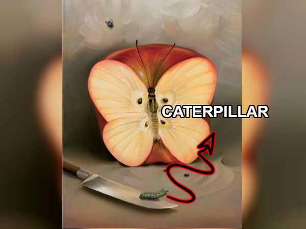 1. మీరు ఒక గొంగళి పురుగును చూసినట్లయితే :