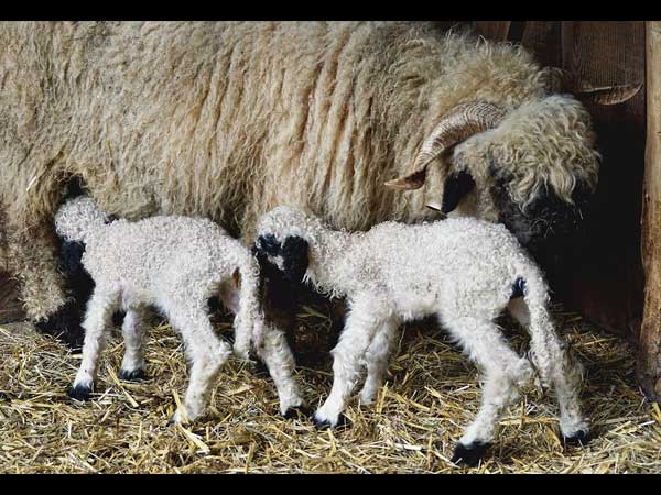 cancer clinic for animals