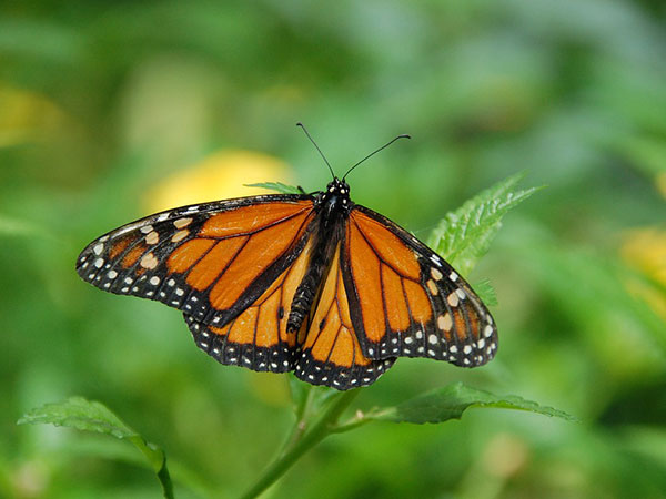 5. అజీర్తీతో పోరాడుతుంది