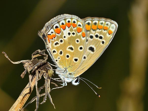 7. ఇన్ స్టాంట్ ఎనర్జీ అందిస్తుంది