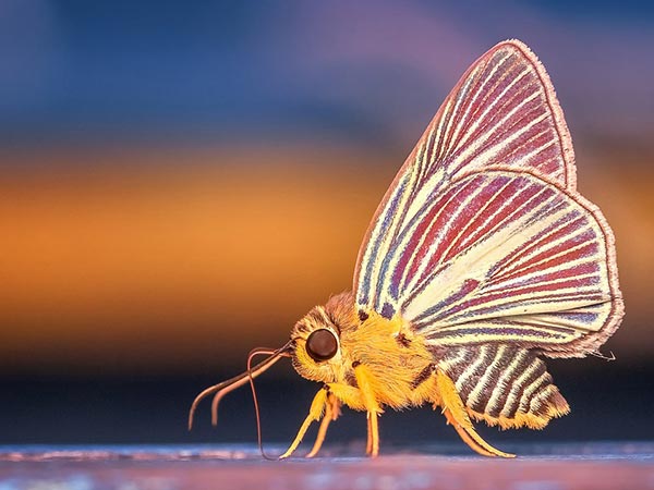 8. చుండ్రుతో పోరాడుతుంది