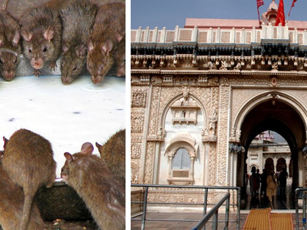 7. వెండి ఎలుక