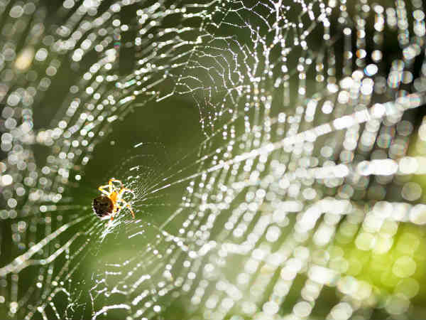 Signs Before Diwali That Indicate Good News Is Coming Your Way