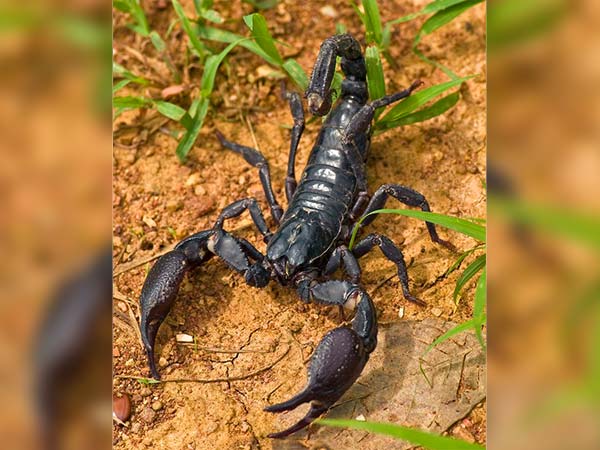 2 వేల జాతుల తేళ్ళు ఈ భూమి పై ఉన్నాయి