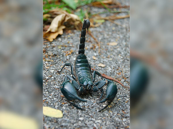 థాయిలాండ్ లో తేళ్ళ రాణిగా పిలవబడే కాంచన 