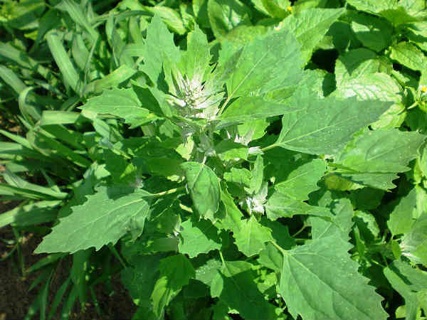 3. బకూచి పేస్ట్ 3. బకూచి పేస్ట్