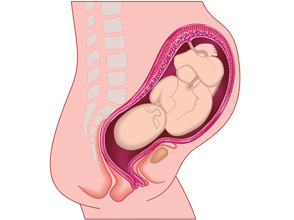 సెఫలోపెల్విక్ యొక్క అసమానత :