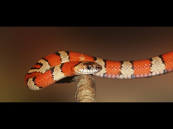 2. ఎరుపు రంగు పాము 2. ఎరుపు రంగు పాము