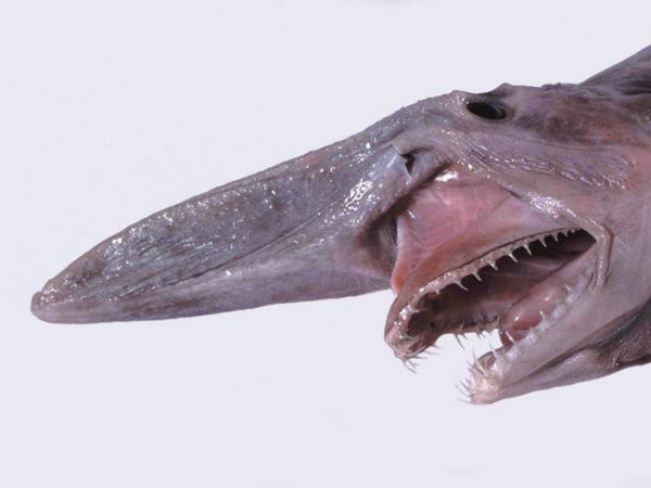 సా ఫిష్‌ 